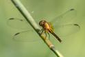 Erythrodiplax andagoya (Andagoya Dragonlet) imm male-2.jpg